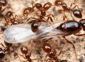 Как избавиться от рыжих, садовых и черных муравьев на дачном участке