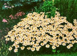 Нивяник — ромашка садовая