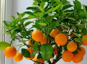 Вырастим символ благополучия — мандарин из косточек в домашних условиях